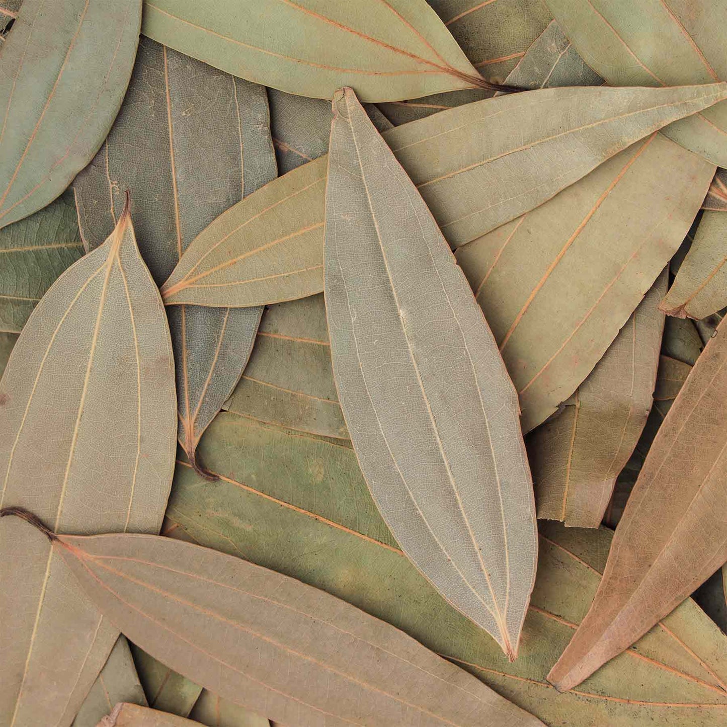 Bay Leaf Powder (Tez Patta)