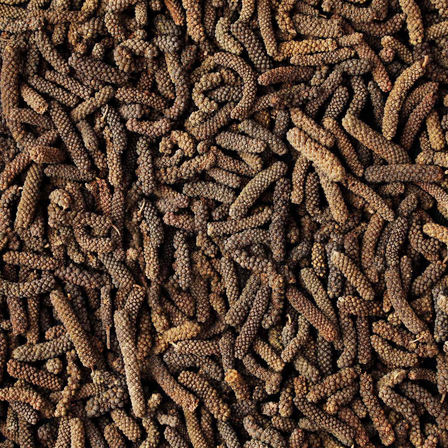 Long Pepper Corn
