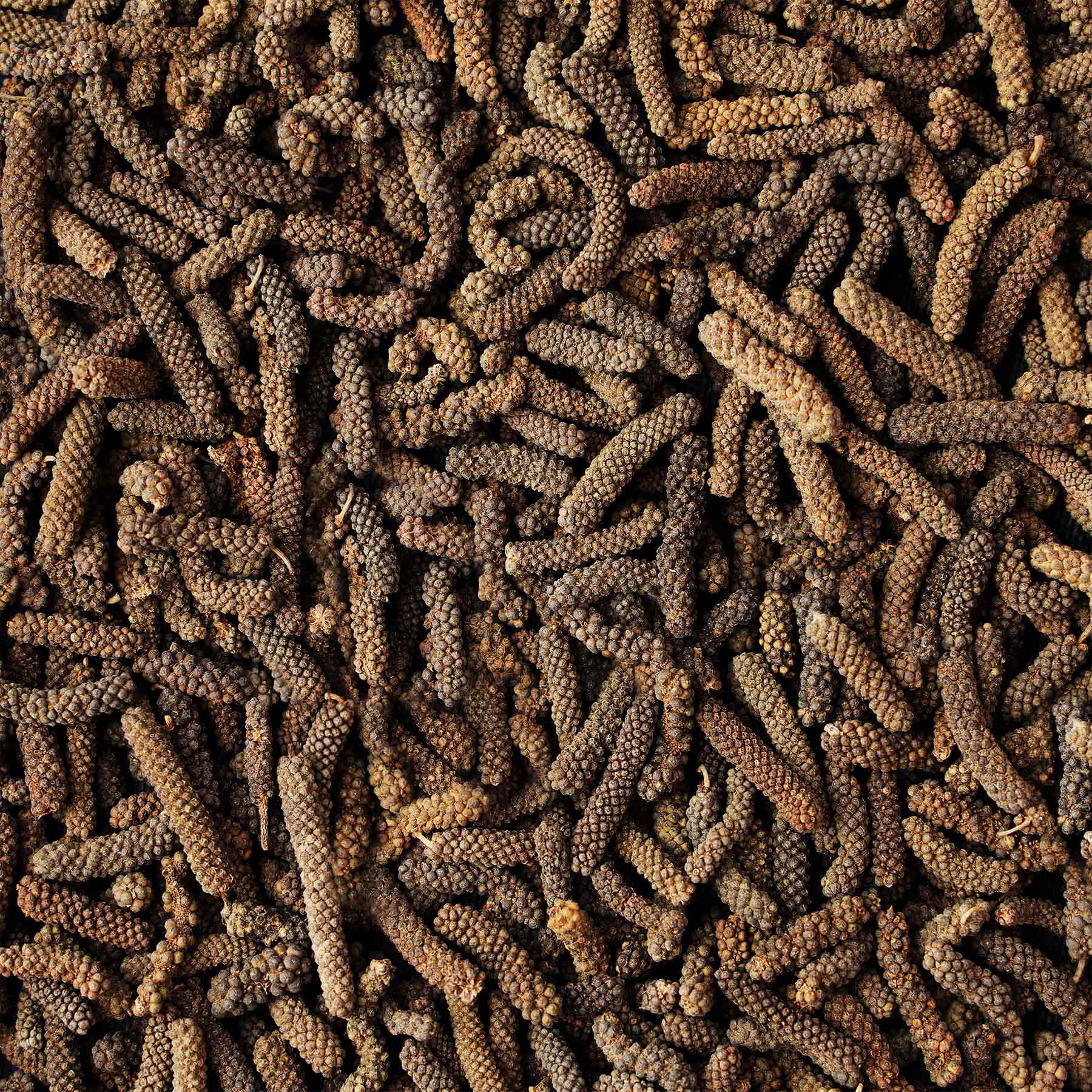 Long Pepper Corn
