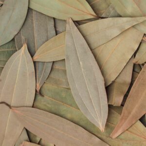 Bay Leaf (Tez/Tej Patta) from Meghalaya